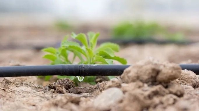 Drip irrigation line working near young crop